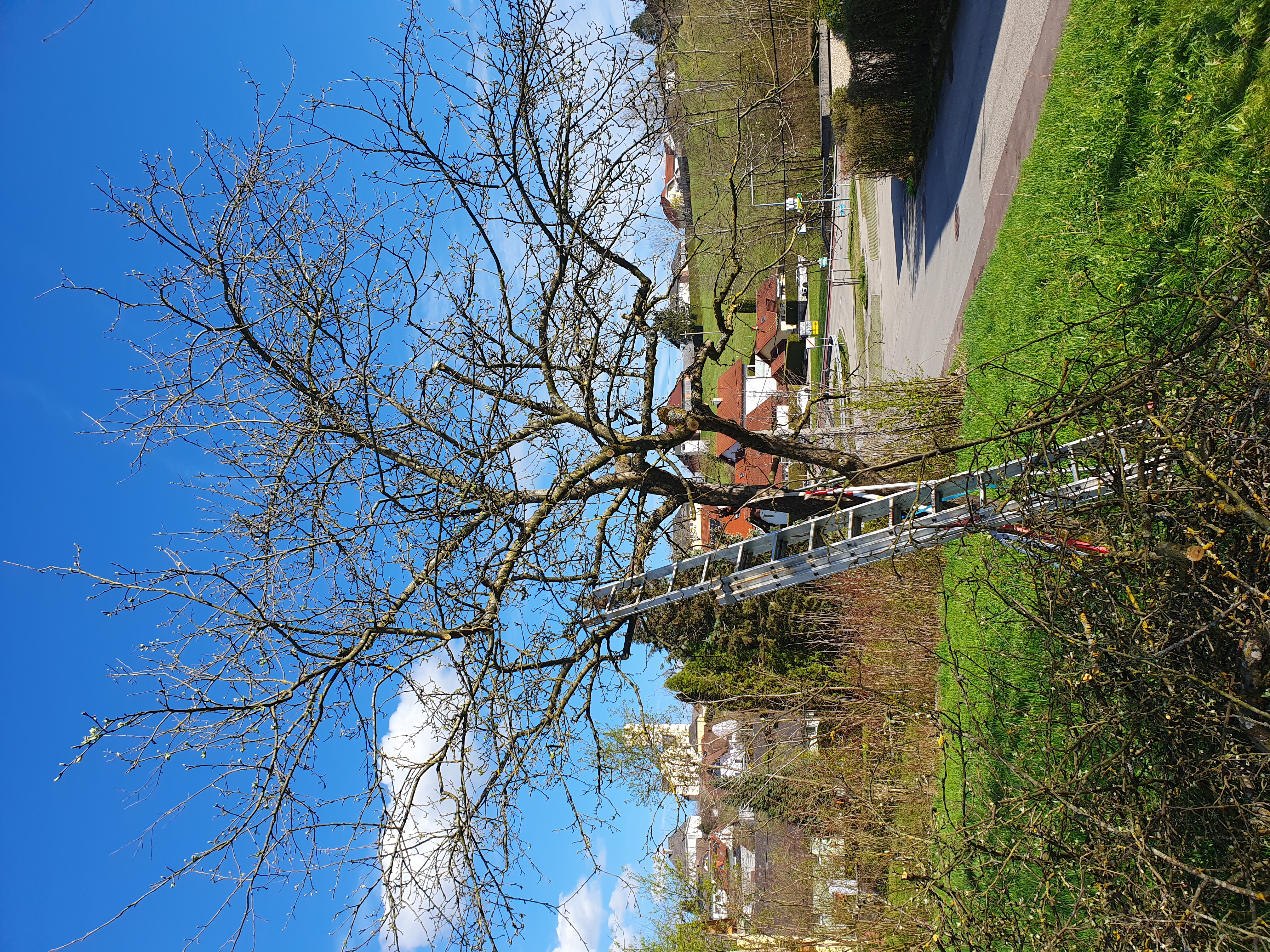 Baum nach dem Schnitt